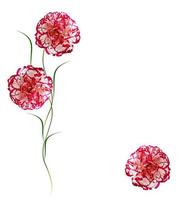 Colorful carnation flowers isolated on white background. photo