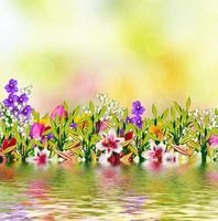 Colorful spring flowers photo