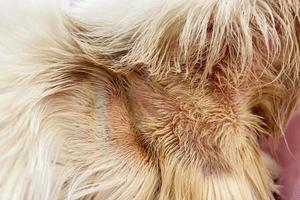 Common skin problems in cats. Cat scratching or licking themselves due to itchiness. A balding area of fur, with obvious hair loss photo