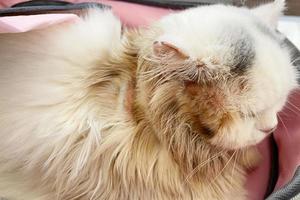 Common skin problems in cats. Cat scratching or licking themselves due to itchiness. A balding area of fur, with obvious hair loss photo