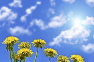 Fluffy dandelion flower against the background of the summer landscape. photo