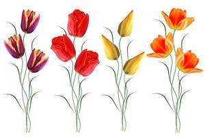 spring flowers tulips photo