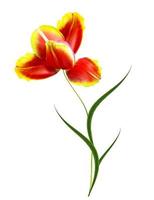 spring flowers tulips isolated on white background photo