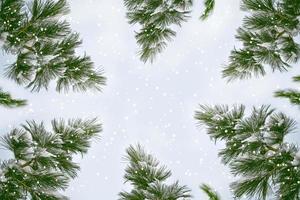 forest in the frost. Winter landscape. Snow covered trees. photo