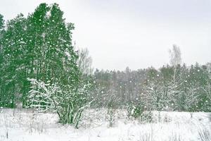 forest in the frost. Winter landscape. Snow covered trees. photo