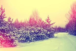 bosque de invierno congelado con árboles cubiertos de nieve. foto