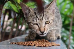 Brown stray cat eating dry food photo