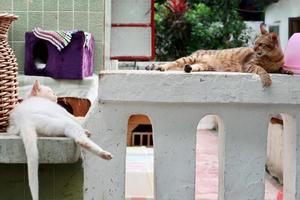 Orange tabby cat and white cat are lying  down and looking photo