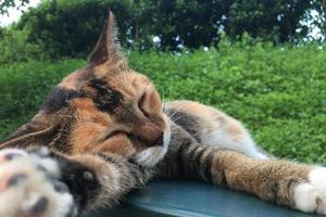 Orange tabby cat lying  down and sleeping photo