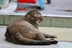 Brown cat lying down. Relax stray cat. photo