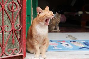 Orange tabby cat sitting and yawning photo