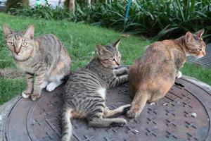 gato marrón, gato atigrado y gato gris están sentados y acostados en tapas de alcantarilla foto