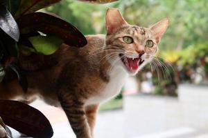 el gato atigrado naranja está rugiendo. el gato callejero está hablando. foto