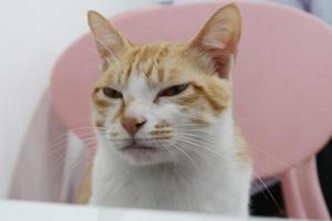 Orange tabby cat sitting on the chair , squint-eyed and looking at camera. photo