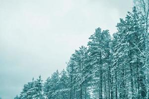 Frozen winter forest with snow covered trees. photo