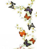 branch of flowers and butterflies isolated on a white background photo