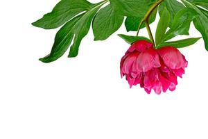 peony flowers isolated on white background photo