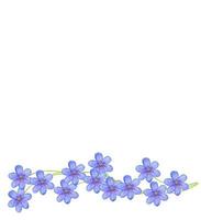 spring flowers snowdrops isolated on white background. photo