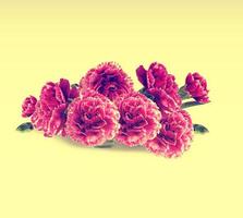 colorful bright carnation flowers isolated on a yellow background photo