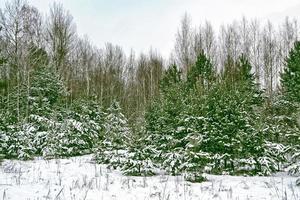 forest in the frost. Winter landscape. Snow covered trees photo