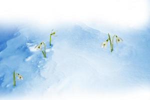 snowdrop flower growing in snow in early spring forest photo