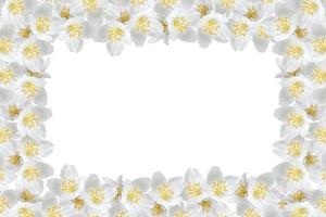 Rama de flores de jazmín aislado sobre fondo blanco. foto