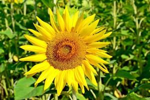 hermoso campo de girasoles en verano foto