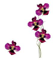 Pansy Violet with Green Leaves on white background photo