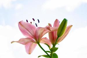 Colorful beautiful flowers lily on the background of the summer landscape. photo