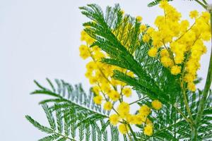 Bush of yellow spring flowers mimosa photo