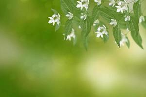 White jasmine The branch delicate spring flowers photo