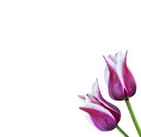 spring flowers tulips isolated on white background. photo