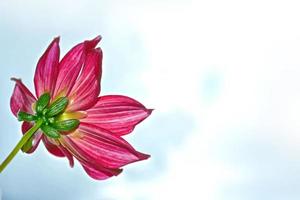 flor de dalia de colores brillantes foto