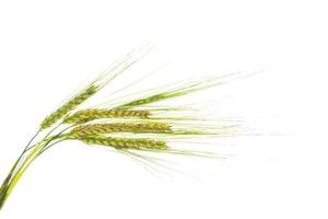 wheat ears isolated on white background. photo