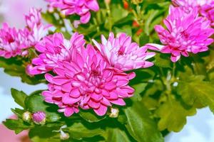 Colorful chrysanthemum flowers on a background of the autumn landscape photo