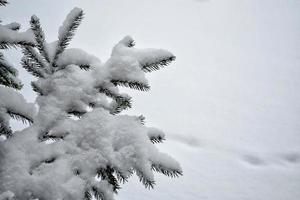 forest in the frost. Winter landscape. Snow covered trees. photo