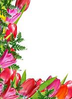 spring flowers tulips isolated on white background photo