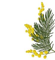 spring flowers mimosa  isolated on white background. photo