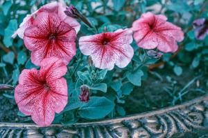 Pink petunia colorful flowers photo