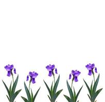 spring flowers iris isolated on white background. photo