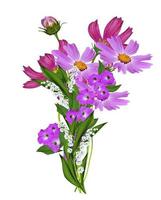 Cosmos flowers isolated on white background photo