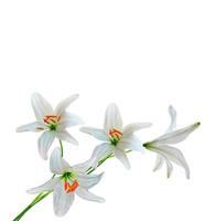 Flower lily isolated on white background. photo