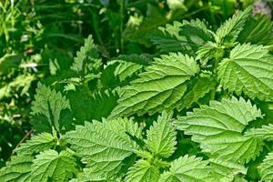 colorful green stinging nettle leaves. Summer landscape. photo