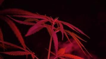 plantes de cannabis poussant dans une ferme intérieure. video