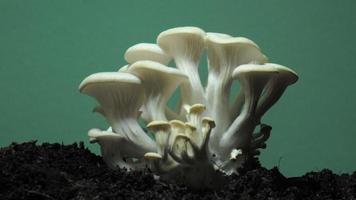 Growing oyster mushrooms rising from soil time lapse on a green screen. video