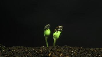 Growing seeds rising from soil time lapse 4k footage. video