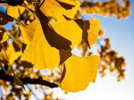 colores de otoño en la ciudad de estrasburgo. amarillo, rojo, naranja foto