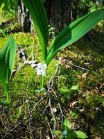 Lilies of the valley in the forest. Flowers in the forest photo