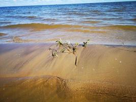 A branch from a tree on a sandy beach photo