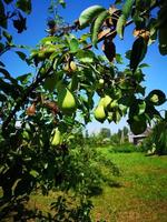 Green pears grow on a tree photo